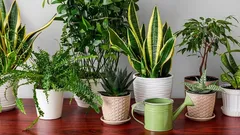 Zieleń bez stresu: najlepsze niewymagające rośliny doniczkowe